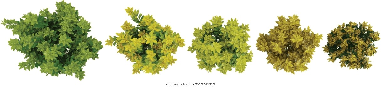 collection of Florida susshine anise shrub plants isolated on white background from top view