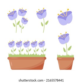 Collection of flower bouquet and floral elements, flowers in pots, flower bud, seasonal decorative design. Bellflowers s in a pot