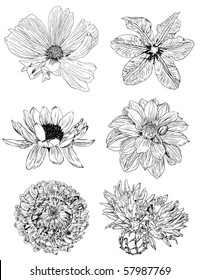 collection of flower sketches