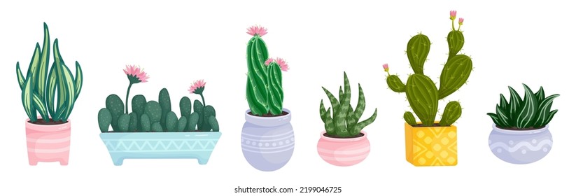 Collection of flowering cacti and succulents in ceramic pots.Cartoon vector graphics.