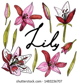 A collection of flowers of a blooming lilian  on an isolated white background. The contour is drawn by hand. Set of vintage elements for decorating cards, wedding invitations and much more.Lettering.