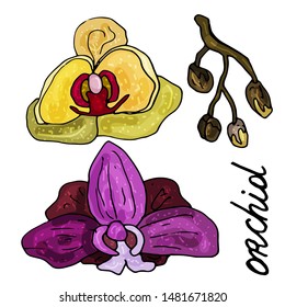 A collection of flowers of a blooming orchid on an isolated white background. The contour is drawn by hand. Set of vintage elements for decorating cards, wedding invitations and much more.Lettering.