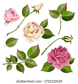 Collection of flowers, leaves and rose buds.Set of floral and decorative elements. Naturalistic drawing of pink roses and green leaves. Vector illustration
