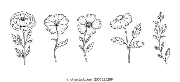 Collection of flowers in rustic hand drawn style. Minimalistic Herbal Botanical Doodle Set. Line art and clip art. Silhouette. editable strokes. Elements and shapes. Frame. Vintage sketch. Cut out