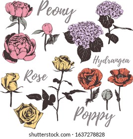 Collection of flowers. Set of flowers vector illustration. Multi-colored flowers. Poppy, peony, hydrangea, rose.