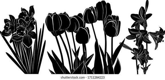 collection of flowers tulips, daffodils, lilies isolated on white background vector
