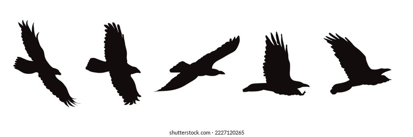Collection of fly birds on white background, Symbol of wild and nature.