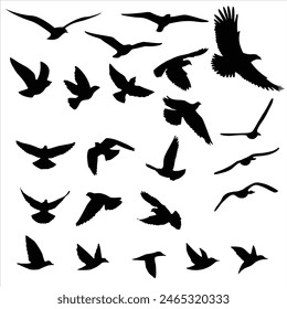 collection of flying bird silhouettes. Eagle, hummingbird, duck, dove, seagull, swan, falcon, owl, raven, crow, goose, pigeon