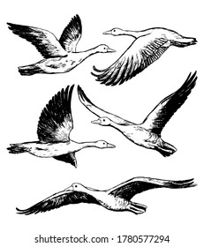 Collection of flying greylag geese isolated on white. Set of hand drawn vector illustration. Realistic black ink sketches of wild birds. Vintage graphic elements for design, prints, card, poster etc.