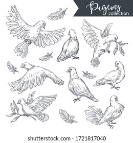 Collection of flying pigeons and avian platelets, monochrome sketch outline. Wildlife of birds, set of birdies carrying branches or sitting tranquility. Detailed drawings of flora and fauna, vector