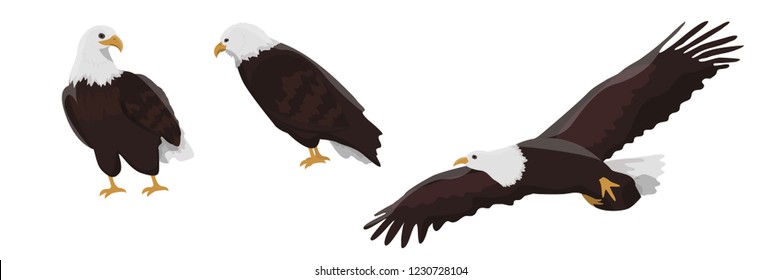 Collection of flying and sitting bald eagles. Bird of North America. Vector animals