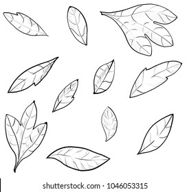 collection of foliage and branches