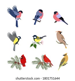 Collection of forest birds -bullfinch, titmouse, cardinal, waxwing on white isolated background. Vector illustration.