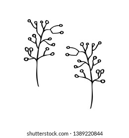 collection forest fern eucalyptus  art foliage natural
leaves herbs in line style. Decorative beauty elegant illustration 
for design Vector