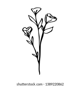 collection forest fern eucalyptus  art foliage natural
leaves herbs in line style. Decorative beauty elegant illustration 
for design Vector