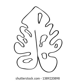 collection forest fern eucalyptus  art foliage natural
leaves herbs in line style. Decorative beauty elegant illustration 
for design Vector