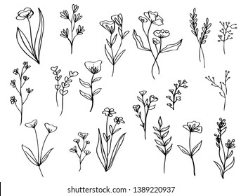 collection forest fern eucalyptus  art foliage natural
leaves herbs in line style. Decorative beauty elegant illustration 
for design Vector flower Botanical