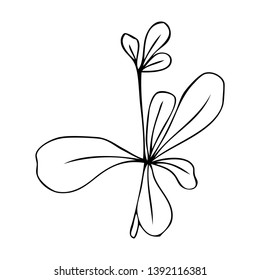 collection forest fern eucalyptus  art foliage natural
leaves herbs in line style. Decorative beauty elegant illustration 
for design Vector