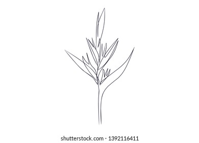 collection forest fern eucalyptus  art foliage natural
leaves herbs in line style. Decorative beauty elegant illustration 
for design Vector