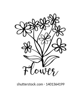 collection forest fern eucalyptus art foliage natural
leaves herbs in line style. Decorative beauty elegant illustration
for design Vector