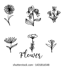 collection forest fern eucalyptus  art foliage natural
leaves herbs in line style. Decorative beauty elegant illustration 
for design Vector