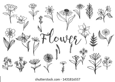 collection forest fern eucalyptus  art foliage natural
leaves herbs in line style. Decorative beauty elegant illustration 
for design Vector