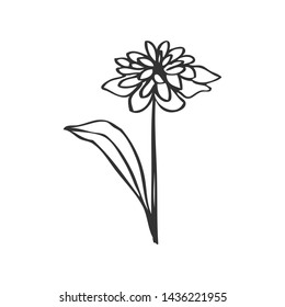 collection forest fern eucalyptus  art foliage natural
leaves herbs in line style. Decorative beauty elegant illustration 
for design Vector flower