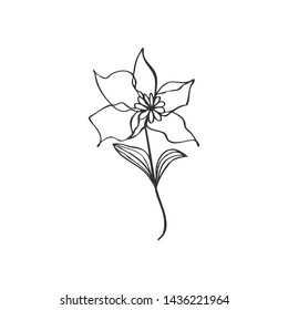 collection forest fern eucalyptus  art foliage natural
leaves herbs in line style. Decorative beauty elegant illustration 
for design Vector flower