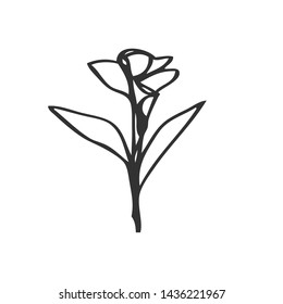 collection forest fern eucalyptus  art foliage natural
leaves herbs in line style. Decorative beauty elegant illustration 
for design Vector flower