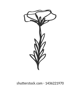 collection forest fern eucalyptus  art foliage natural
leaves herbs in line style. Decorative beauty elegant illustration 
for design Vector flower