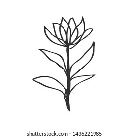 collection forest fern eucalyptus  art foliage natural
leaves herbs in line style. Decorative beauty elegant illustration 
for design Vector flower
