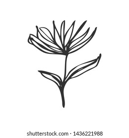 collection forest fern eucalyptus  art foliage natural
leaves herbs in line style. Decorative beauty elegant illustration 
for design Vector flower