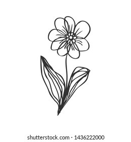 collection forest fern eucalyptus  art foliage natural
leaves herbs in line style. Decorative beauty elegant illustration 
for design Vector flower