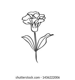 collection forest fern eucalyptus  art foliage natural
leaves herbs in line style. Decorative beauty elegant illustration 
for design Vector flower