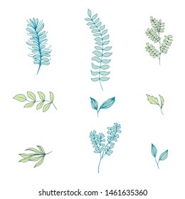 collection forest fern eucalyptus  art foliage natural
leaves herbs in line style. Decorative beauty elegant illustration 
for design Vector flower