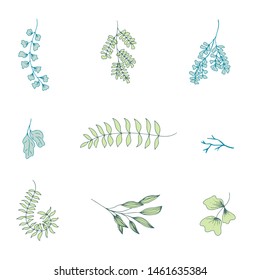 collection forest fern eucalyptus  art foliage natural
leaves herbs in line style. Decorative beauty elegant illustration 
for design Vector flower