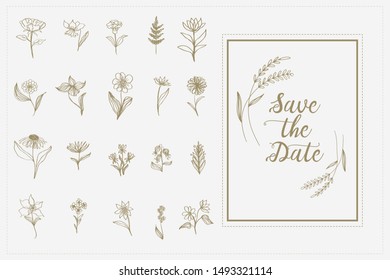 collection forest fern eucalyptus  art foliage natural leaves herbs in line style. Decorative beauty elegant illustration for design Vector flower