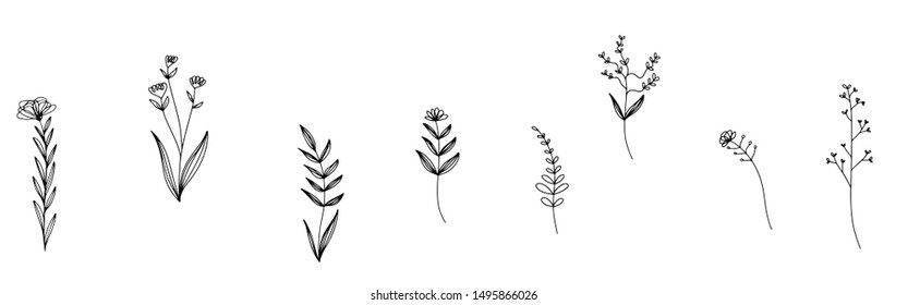 collection forest fern eucalyptus  art foliage natural
leaves herbs in line style. Decorative beauty elegant illustration 
for design Vector