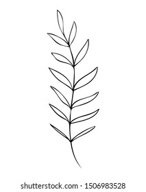 collection forest fern eucalyptus  art foliage natural
leaves herbs in line style. Decorative beauty elegant illustration 
for design Vector flower