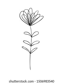 collection forest fern eucalyptus  art foliage natural
leaves herbs in line style. Decorative beauty elegant illustration 
for design Vector flower