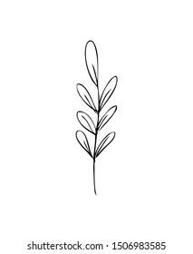 collection forest fern eucalyptus  art foliage natural
leaves herbs in line style. Decorative beauty elegant illustration 
for design Vector flower