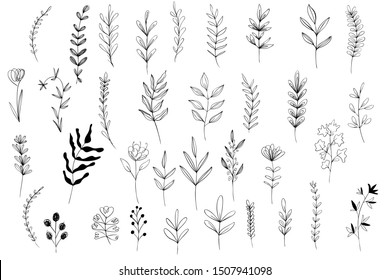 collection forest fern eucalyptus  art foliage natural
leaves herbs in line style. Decorative beauty elegant illustration 
for design Vector flower