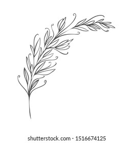 collection forest fern eucalyptus  art foliage natural
leaves herbs in line style. Decorative beauty elegant illustration 
for design Vector flower