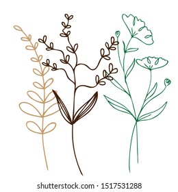 collection forest fern eucalyptus art foliage natural leaves herbs in line style. Decorative beauty elegant illustration for design flower