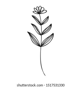 collection forest fern eucalyptus art foliage natural leaves herbs in line style. Decorative beauty elegant illustration for design flower