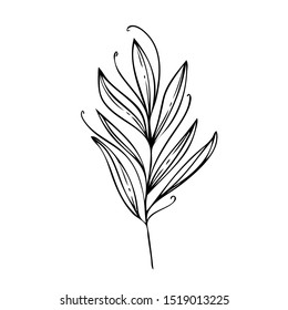 collection forest fern eucalyptus  art foliage natural
leaves herbs in line style. Decorative beauty elegant illustration 
for design Vector flower