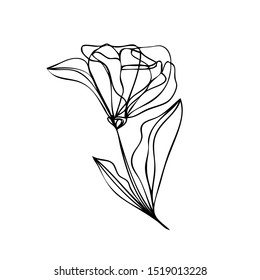 collection forest fern eucalyptus  art foliage natural
leaves herbs in line style. Decorative beauty elegant illustration 
for design Vector flower