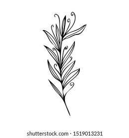 collection forest fern eucalyptus  art foliage natural
leaves herbs in line style. Decorative beauty elegant illustration 
for design Vector flower
