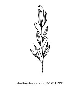 collection forest fern eucalyptus  art foliage natural
leaves herbs in line style. Decorative beauty elegant illustration 
for design Vector flower