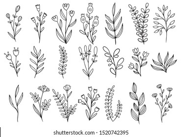 Collection Forest Fern Eucalyptus Art Foliage Natural Leaves Herbs In Line Style. Decorative Beauty Elegant Illustration For Design Hand Drawn Flower